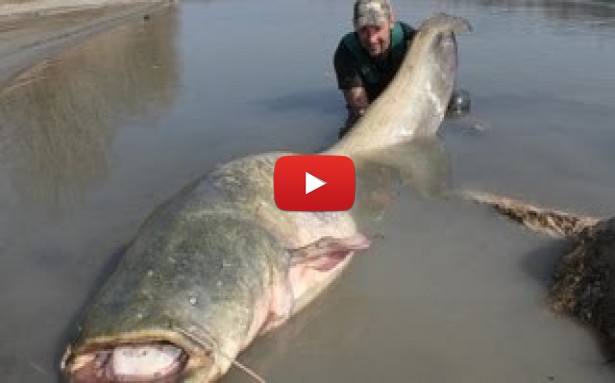 INCREDIBIL!!! ce peste a reustit sa prinda acest pescar! Un adevarat MONSTRU!!!