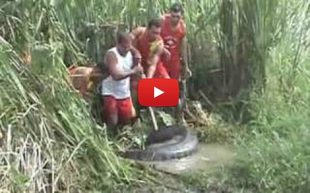 INCREDIBIL!!! UN ANACONDA urias este capturat langa un centru comercial din Maraba!